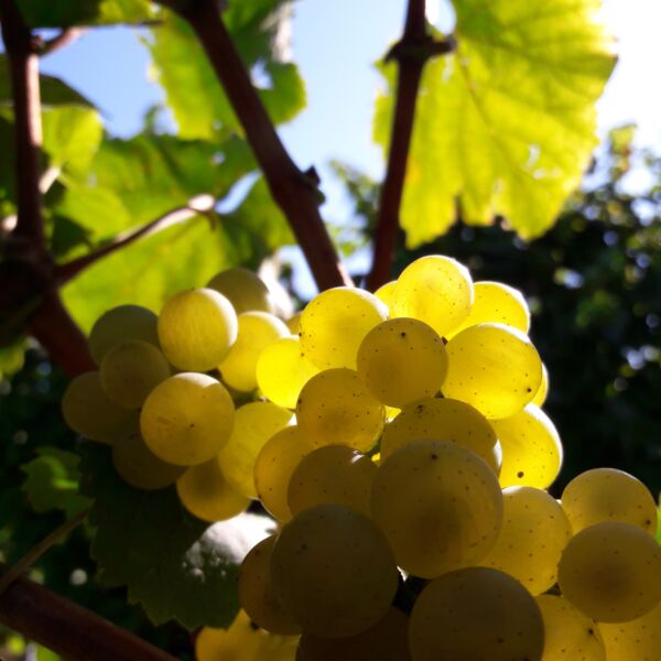 die Arbeiten am Weinberg beginnen beizeiten mit dem Rebschnitt