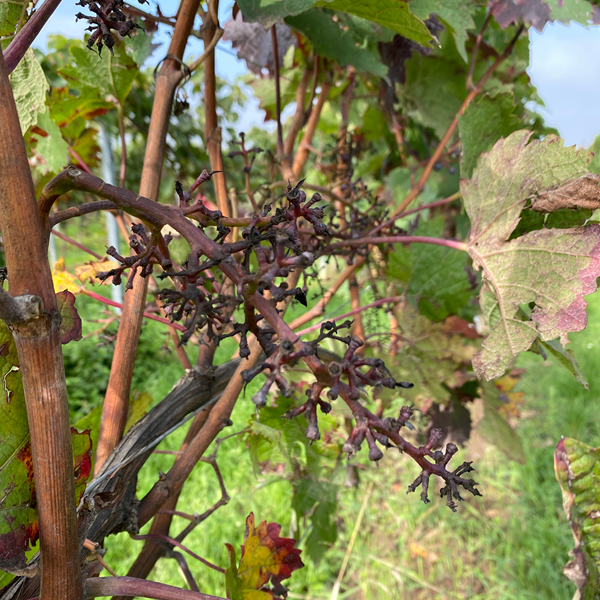 die Arbeiten am Weinberg beginnen beizeiten mit dem Rebschnitt